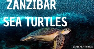 Zanzibar Sea Turtles