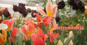 Alstroemeria